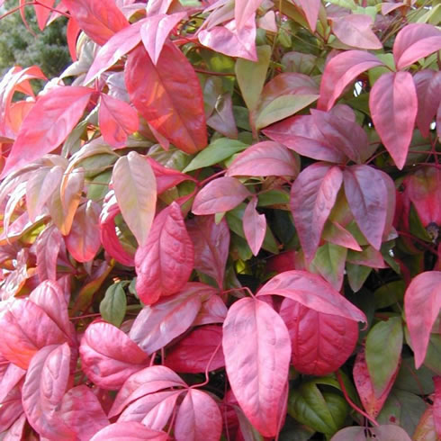 nandina domestica firepower 2