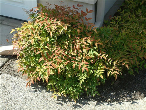 nandina domestica harbour dwarf