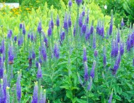 imagen 20 perennes que adornarán tu jardín
