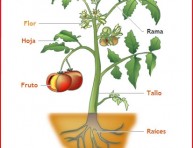 imagen Las partes de la planta para ver con pequeños