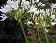 imagen Agapanto: herbácea perenne con variedades atractivas