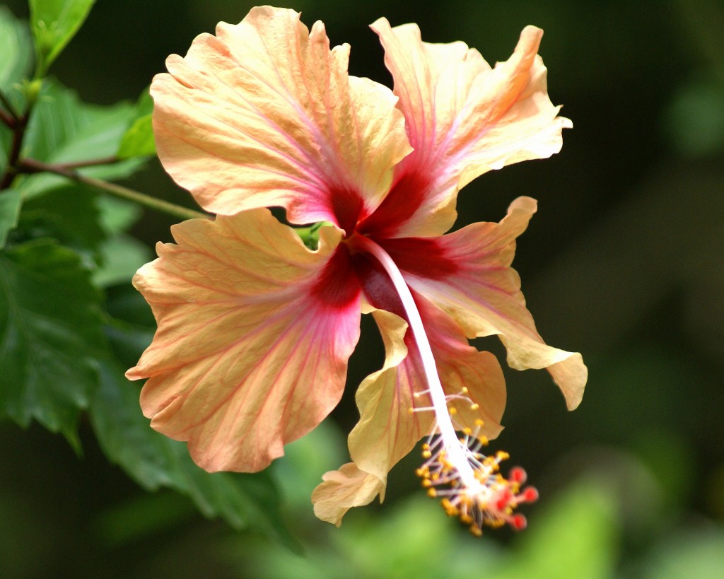 Cayena, una flor tradicional Cayena, una flor tradicional
