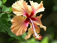 imagen Cayena, una flor tradicional