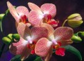 imagen Cultivar orquídeas