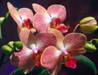 imagen Cultivar orquídeas