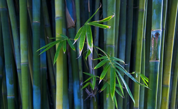 medallista Componer Simposio Cultivo de bambú para interiores