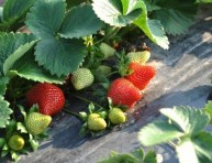 imagen Cultivo de fresas