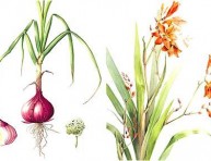 imagen Pasión por el arte botánico, la historia de Elaine Searle