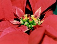 imagen Navidad y flor de pascua