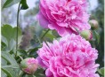 imagen ¿Como cuidar flores perennes?