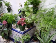 imagen Como mantener jardineras