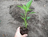 imagen Trasplante de plantas, consejos útiles