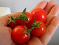 imagen Cultiva tomates cherry