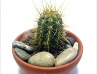 imagen Cultivo y cuidado de cactus