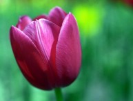 imagen Cuidado de tulipanes