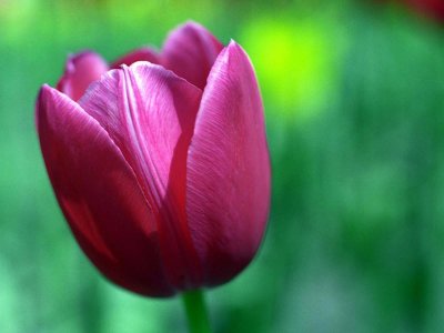 Cuidado de tulipanes
