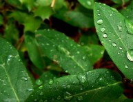 imagen Jardines de lluvia