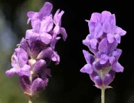 imagen Flor de Lavanda