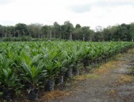 imagen La Palma Africana