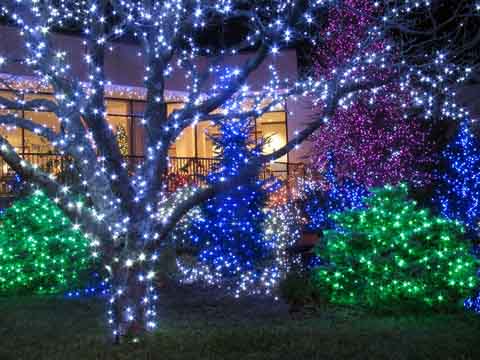 propuestas para tu jardín en Navidad 1