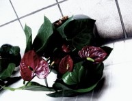 imagen Anturio, flor de exquisita belleza