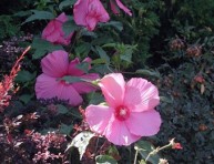 imagen Flores de otoño