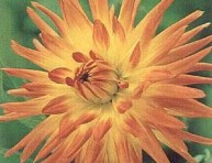 imagen Dalia cactus, flor de Invierno