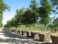 imagen Consejos para comprar un árbol