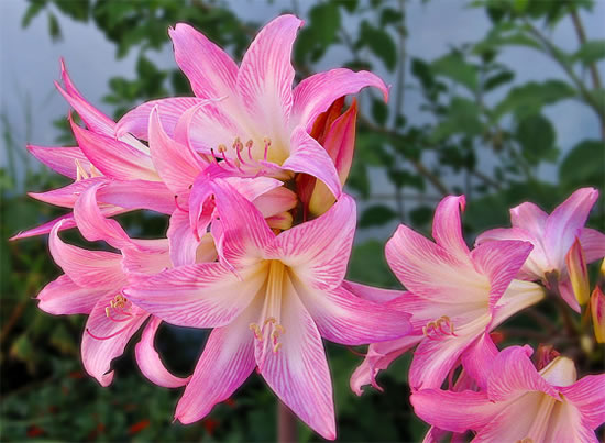 La Azucena rosa o Belladona