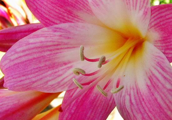 La Azucena rosa o Belladona