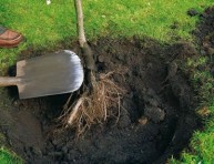 imagen Raíz desnuda, como plantar tu árbol