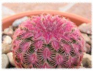 imagen Flores en cactus