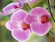 imagen El cultivo de orquídeas