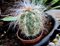 imagen Cactus cabeza de viejo
