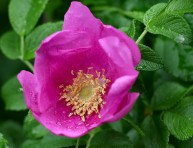 imagen Rosas silvestres: Rosa rugosa