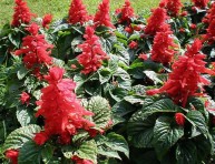 imagen Salvia Roja