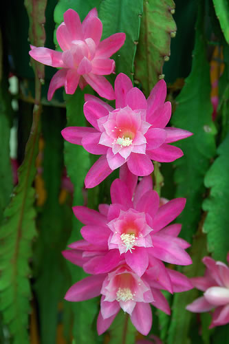 Pluma De Santa Teresa