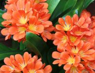 imagen La Clivia