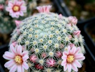 imagen Cactus Mamilaria