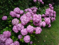 imagen Como cultivar la hortensia