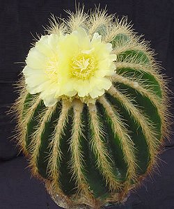 El Eriocactus 2 width=