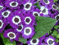 imagen La cineraria