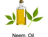 imagen Aceite de Neem, un pesticida natural