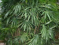 imagen Palmera bambú