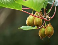 imagen Cultiva la Actinidia