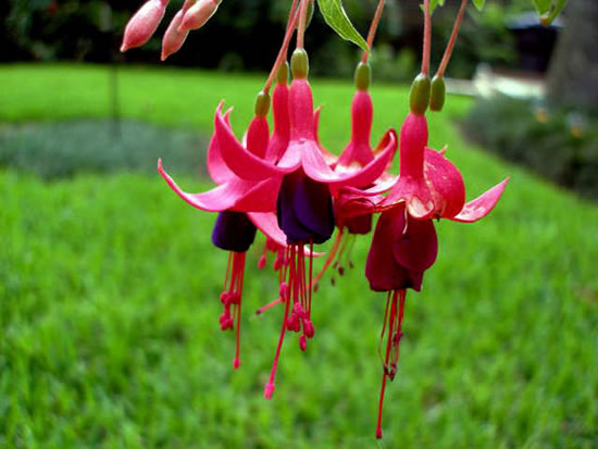 pañuelo de papel claridad madera La Fucsia