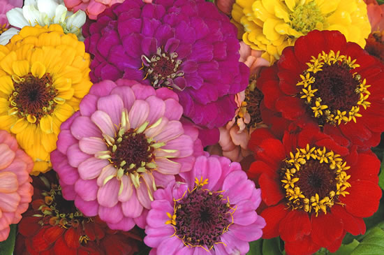 Las zinnias y sus variedades