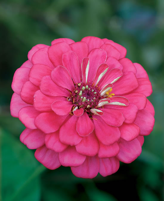 Las zinnias y sus variedades