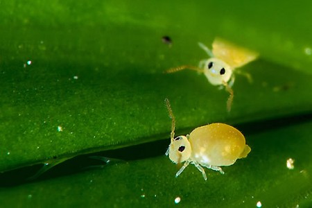 Plagas que atacan el césped