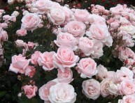 imagen Reproducción de rosas y rosales